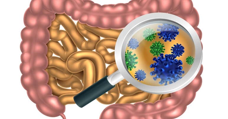 Illustration of healthy gut.