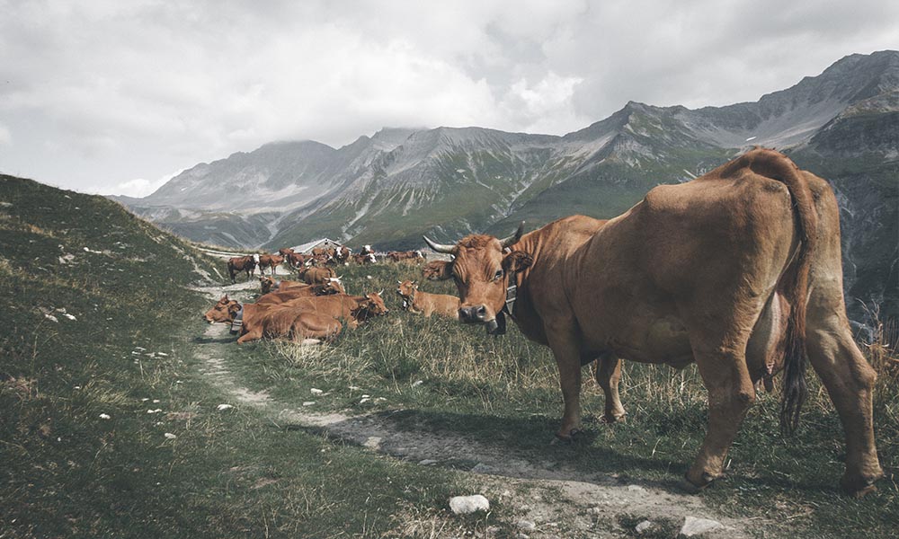 A herd of cows standing on a hillside.