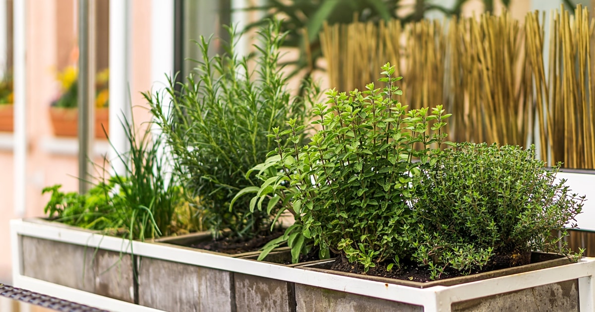 Various herbs in wooden garden boxes.