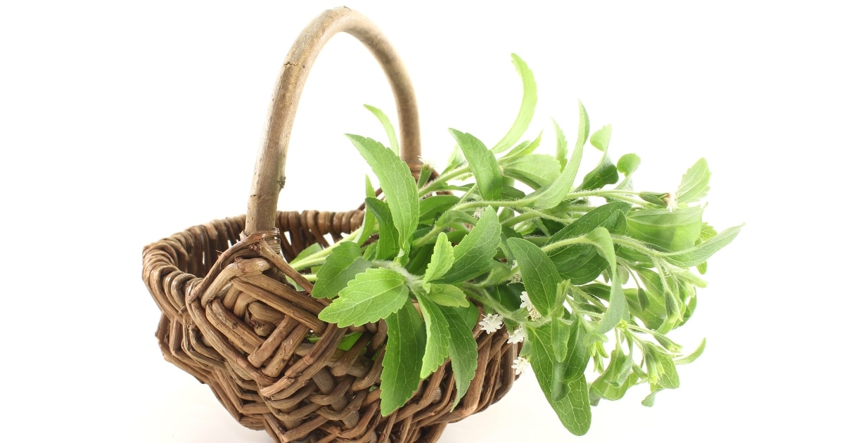 A fresh stevia plant in a brown basket.