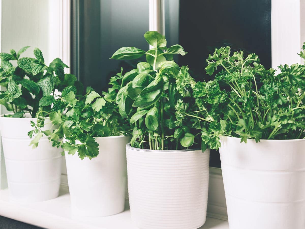 Five pots of fresh green herbs on a window sill.