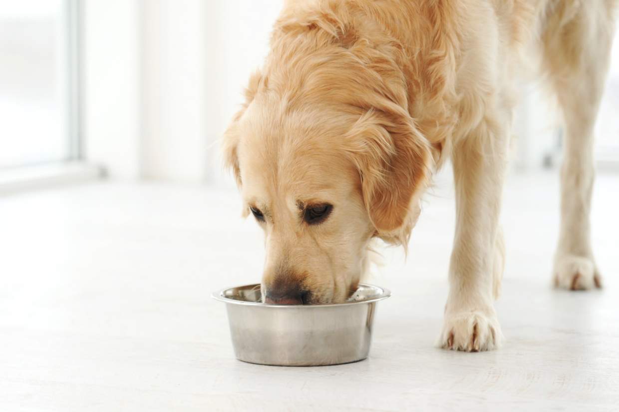 A golden retriever drinking from a metal bowl.