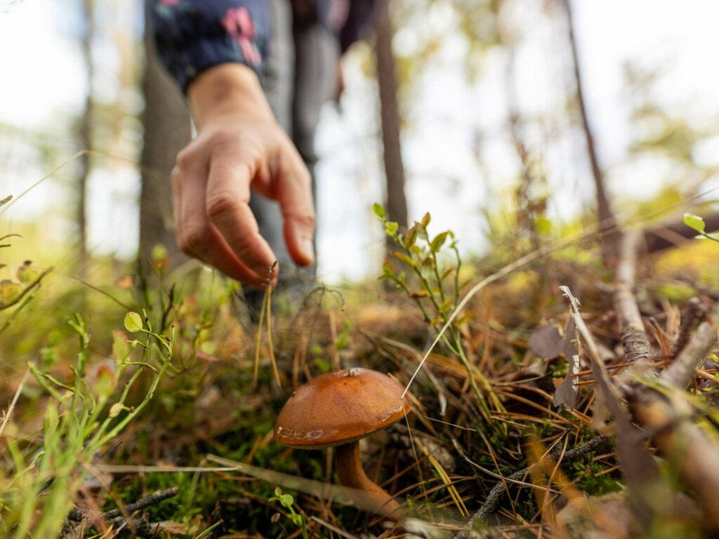 A person reaches down to pick a brown mushroom growing amidst grass and small plants in a forest setting.