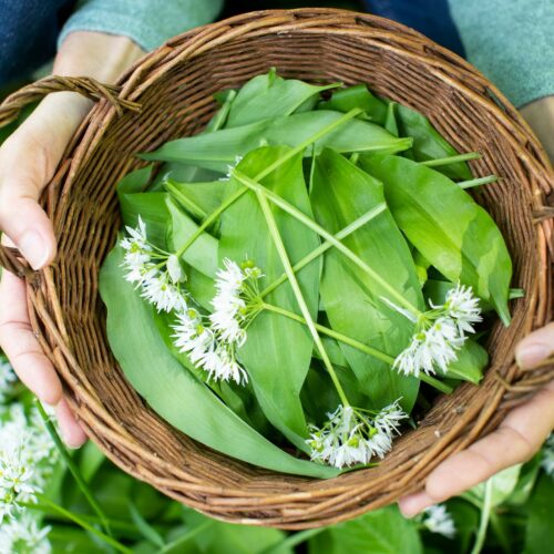 A person holds a wicker basket filled with green leaves and white flowers.