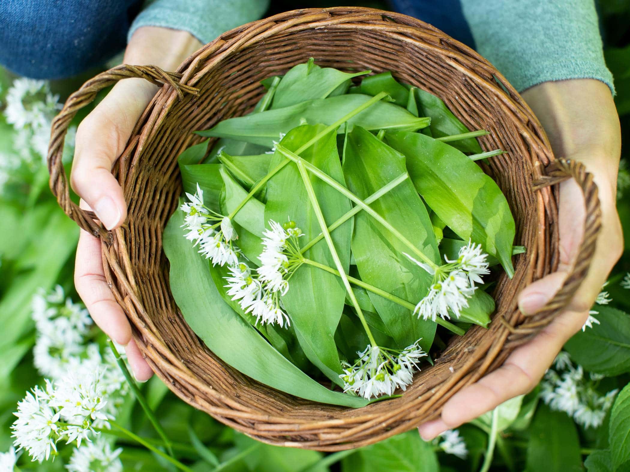 A person holds a wicker basket filled with green leaves and white flowers.