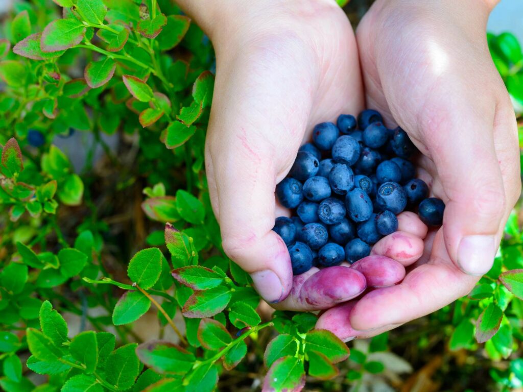 Hands holding freshly picked blueberries over green foliage.