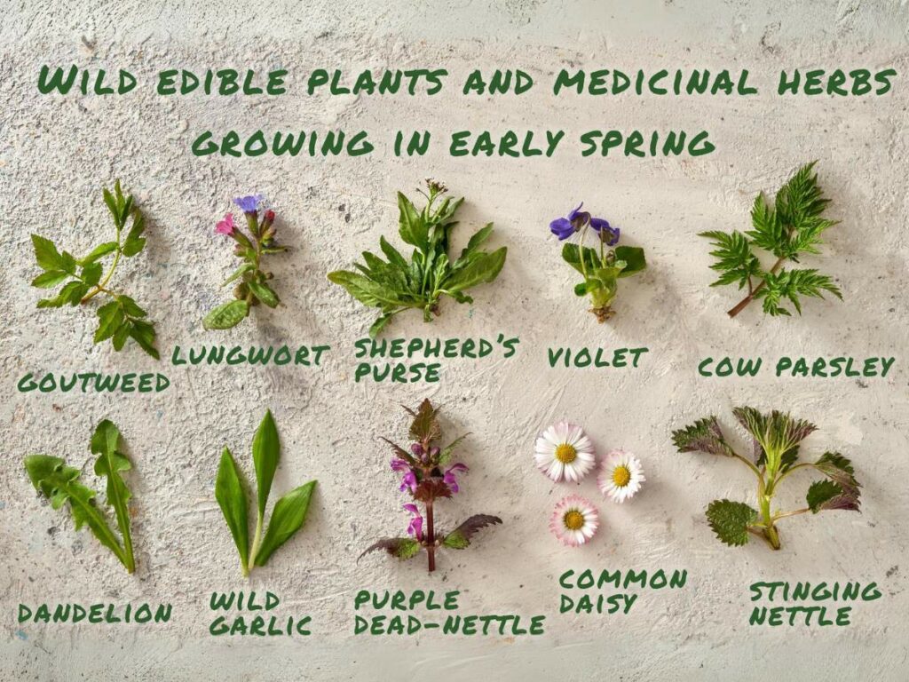 Various wild edible plants and medicinal herbs labeled with their names.