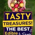 A person is holding a bunch of harvested root vegetables. Text on the image reads, "Tasty Treasures! The Best Edible Plants to Forage".