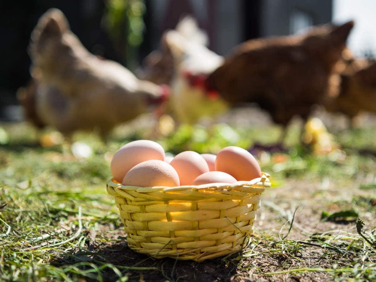 A small wicker basket filled with brown eggs is on the ground with several chickens pecking in the background.