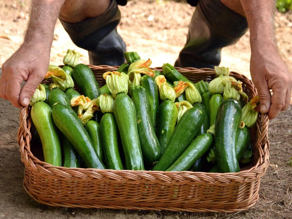 A person wearing boots holds a wicker basket filled with fresh zucchinis, some with blossoms attached.