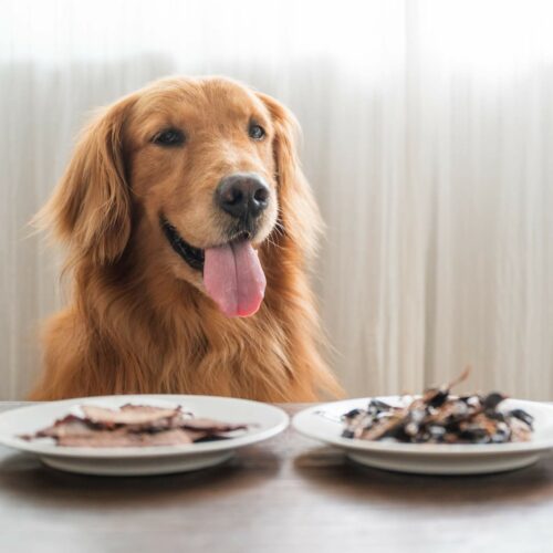 A golden retriever with its tongue out sits behind a table with two white plate.
