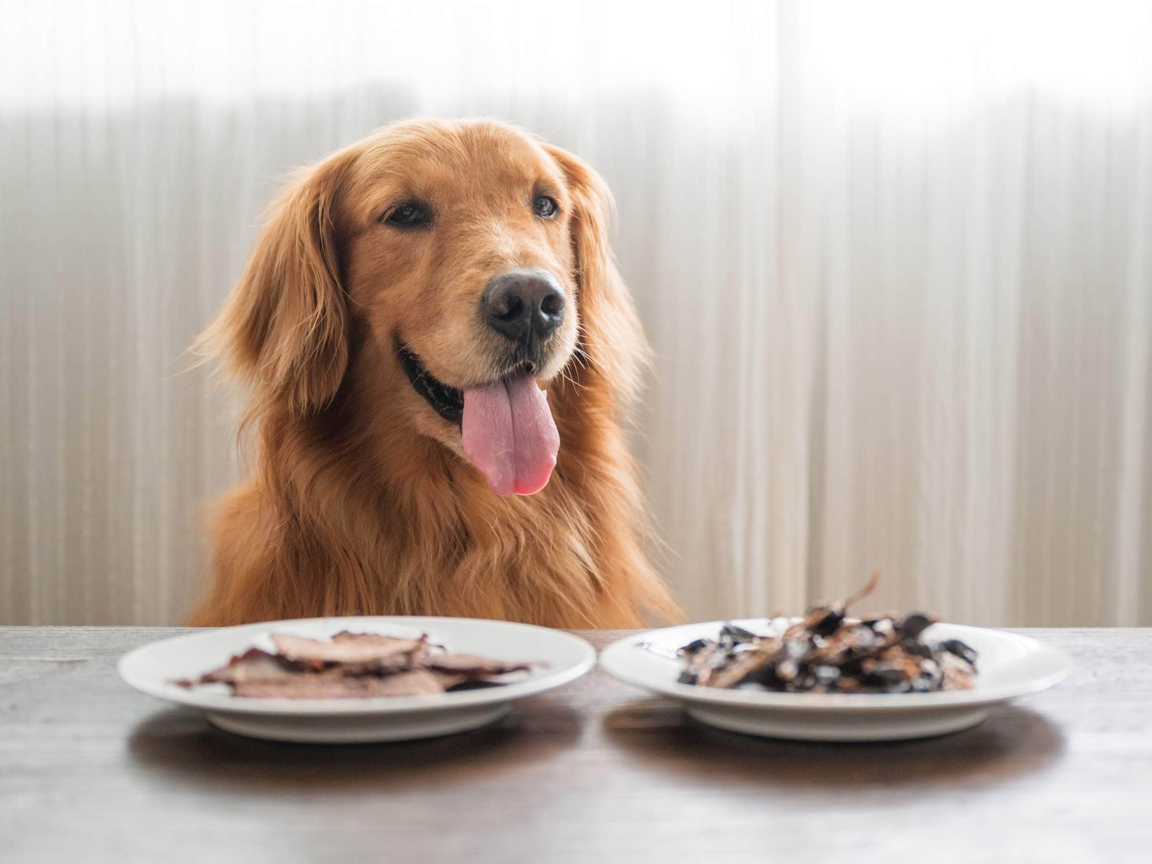A golden retriever with its tongue out sits behind a table with two white plate.