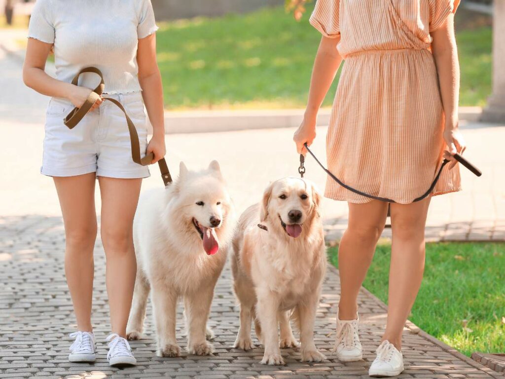 Two people walking side-by-side each holding a leash.