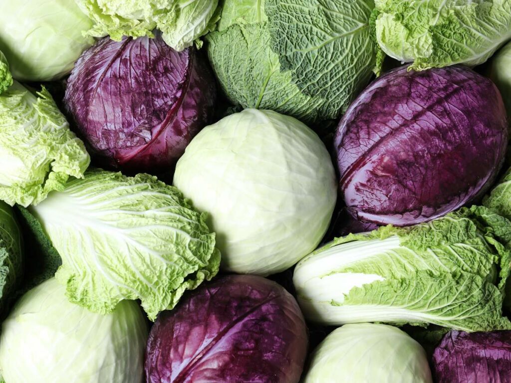 Various cabbages including green, purple, and cabbages are arranged closely together.