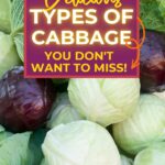 Various types of cabbage, including green and purple varieties, with text overlay promoting "Delicious Types of Cabbage You Don't Want to Miss!.