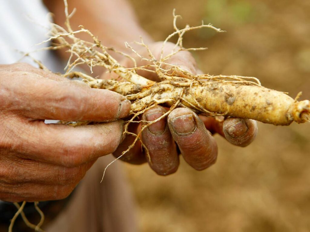 Hands holding a freshly harvested ginseng root with visible fine roots.