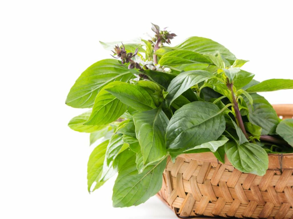 A brown basket filled with plants on a white background.