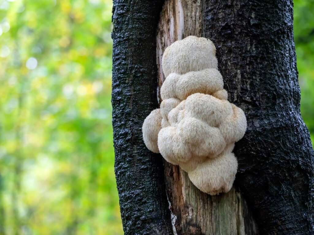 Cluster of beige mushrooms growing on the side of a tree trunk in a forest setting.